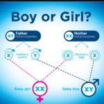 What makes your baby a boy or a girl