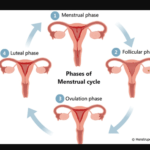 Top 4 Best Stages of the Menstrual Cycle